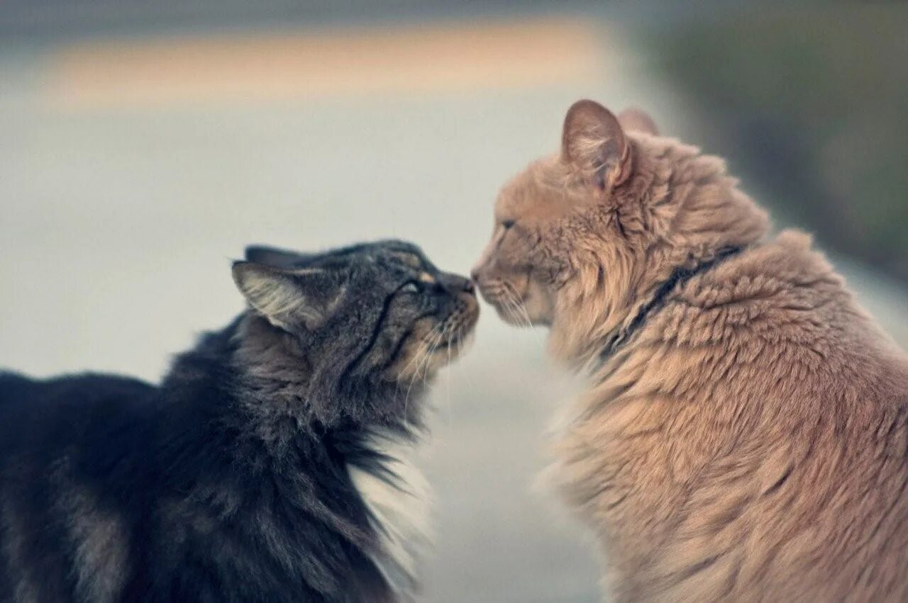 Любовь кошек и котов. Котики любовь. Влюбленные кошки. Кошачьи нежности. Кот и кошка любовь.