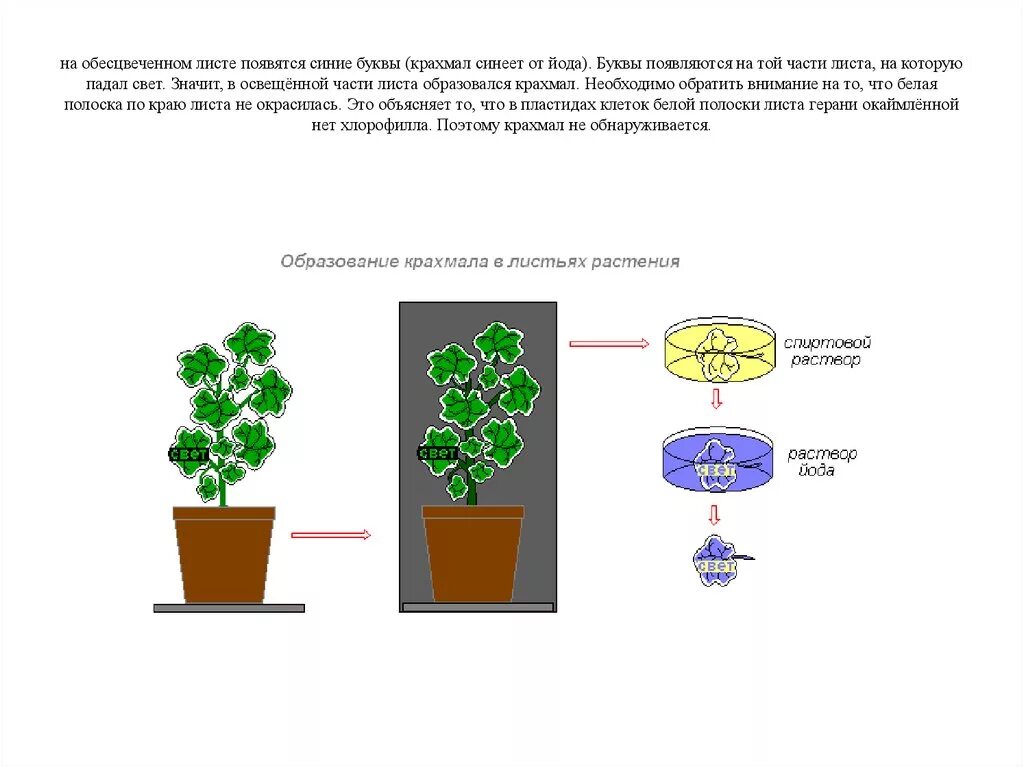Объясните почему в листьях пеларгонии окаймленной. Образование крахмала в листьях растения опыт. Лист образование крахмала в листьях на свету. Образование крахмала на свету опыт. Биология образование крахмала в листьях растений.