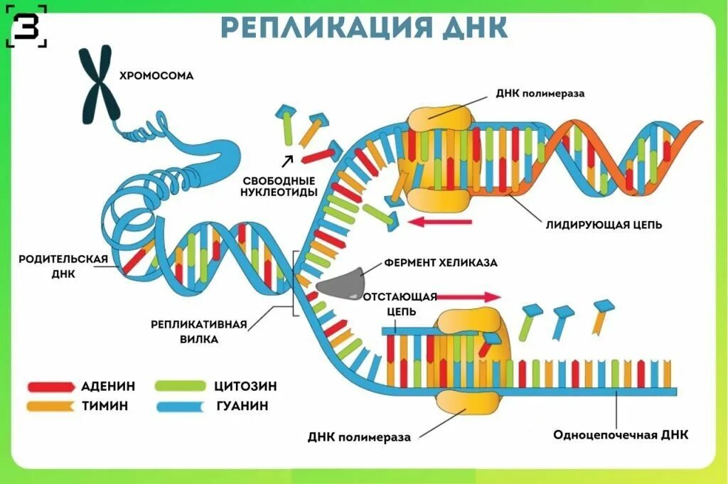 Схема репликации молекулы ДНК по биологии. Схема процесса репликации ДНК. Репликация самоудвоение ДНК. Репликация биология схема. Репликация в биологии