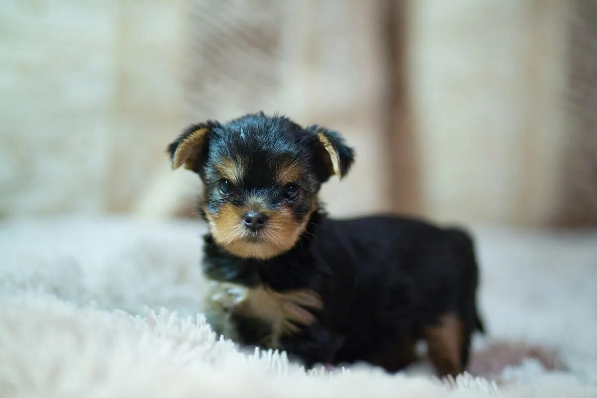 клички для пекинесов. боня собака. боня имя для собаки. боня имя для собаки. клички для пекинесов девочек.