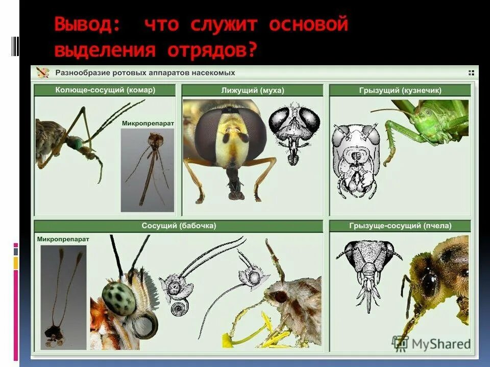 Ротовая полость насекомых. Ротовые аппараты насекомых таблица. Типы ротовых аппаратов насекомых. Типы ротовых аппаратов насекомых таблица. Строение ротового аппарата.