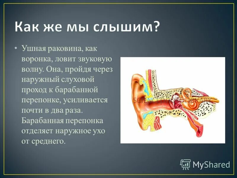 То что слышит человек физика. Как мы слышим. Как мы слышим звук. Как ухо слышит звук. Наружный слуховой проход.