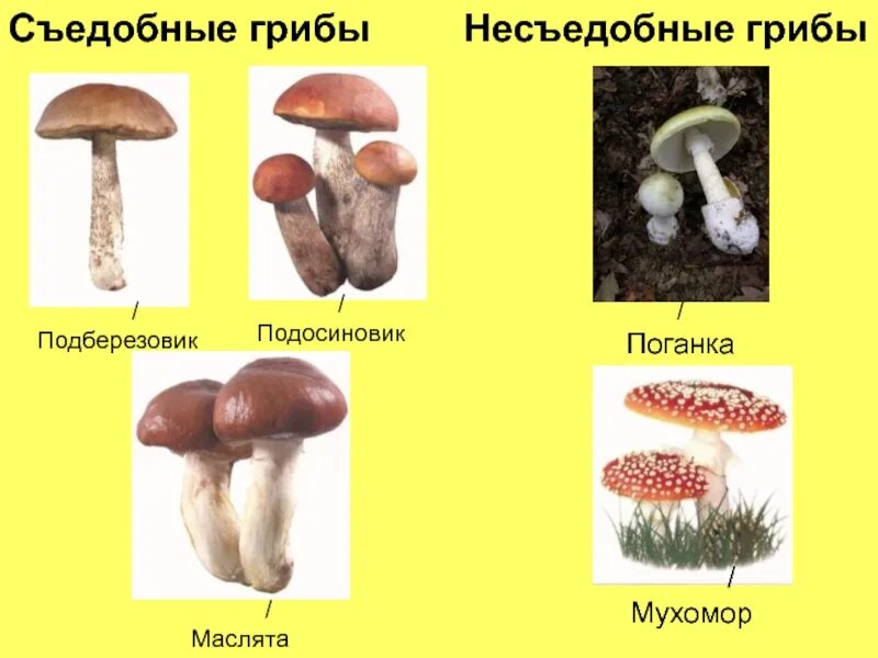 Съедобные грибы маслята подберезовик подосиновик. Подосиновики подберезовики маслята. Ядовитый гриб двойник подосиновика. Ложный подосиновик гриб.