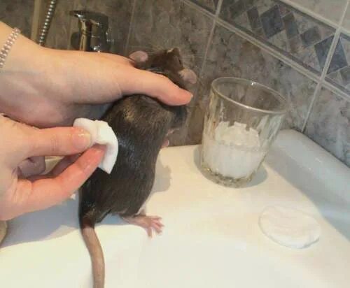 Нужно мыть крыс. Паразиты у домашней крысы. Подкожные паразиты у крыс.