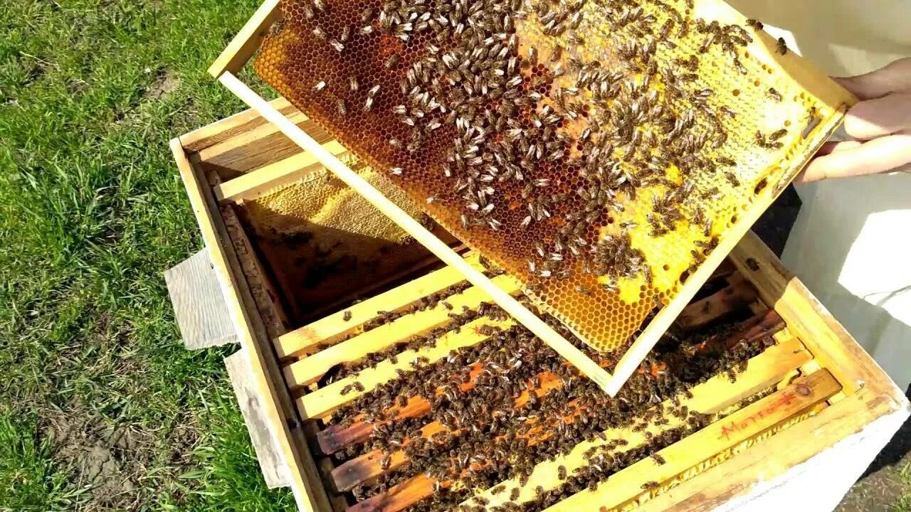 Пчелы после зимовки что делать. Пасека весной. Зимовка пчел. Пчелопакеты зимой. Пчелы в апреле.