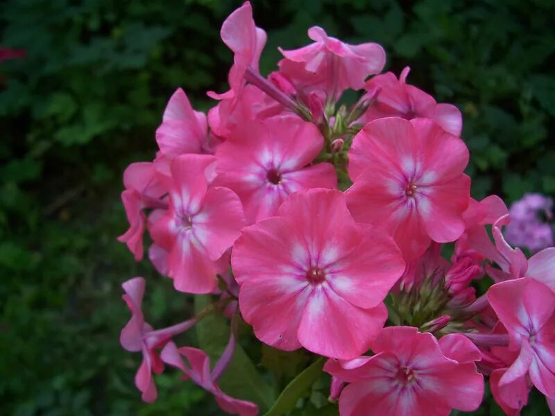 флокс метельчатый земляничное суфле. флокс метельчатый земляничное суфле. флокс земляничное. флокс земляничное суфле. флокс земляничная поляна.