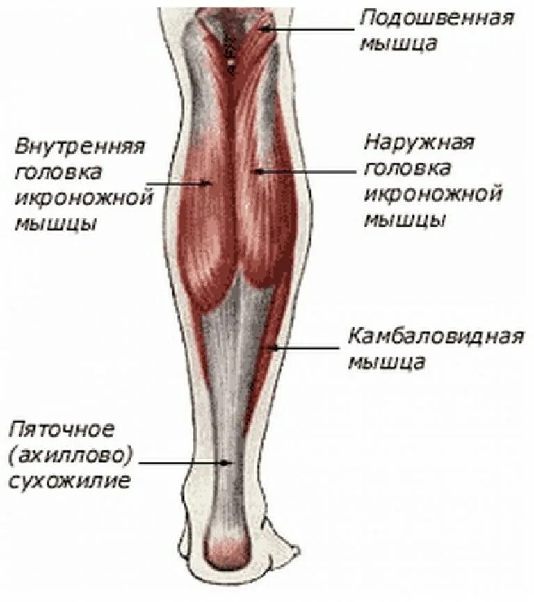 Икроножная мышца анатомия. Икроножная и камбаловидная. Наружная головка икроножной мышцы. Медиальная икроножная мышца. Часть ноги на б