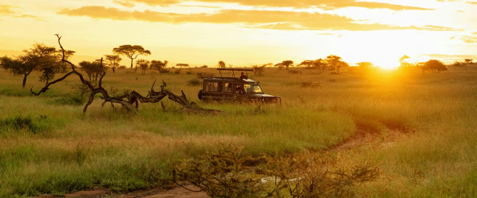 Good africa. Серенгети сафари. ЮАР сафари. Фон сафари. Сафари местность.