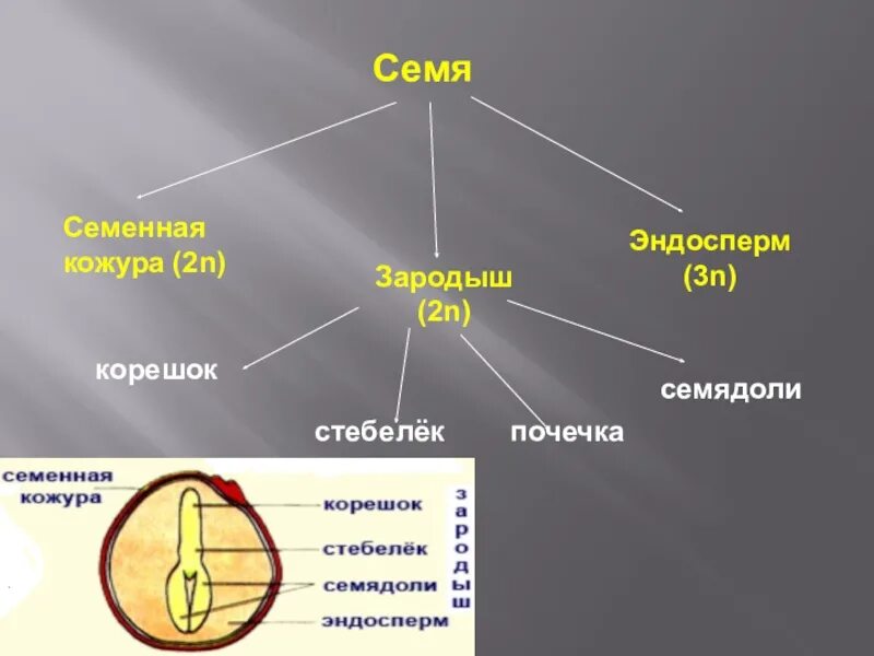 Кожура семян 6. Эндосперма семенная кожура. Семя -> семенная кожура, зародыш..... Семенная кожура и эндосперм семян. Семенная кожура зародыш эндосперм.