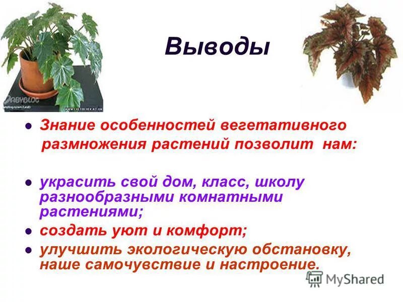 Вегетативное размножение комнатного растения 6 класс. Черенкование комнатных растений. Вегетативное размножение комнатных растений вывод 6. Вывод о вегетативном размножении комнатных растений 6 класс. Вывод вегетативного размножения. Черенкование комнатных растений.