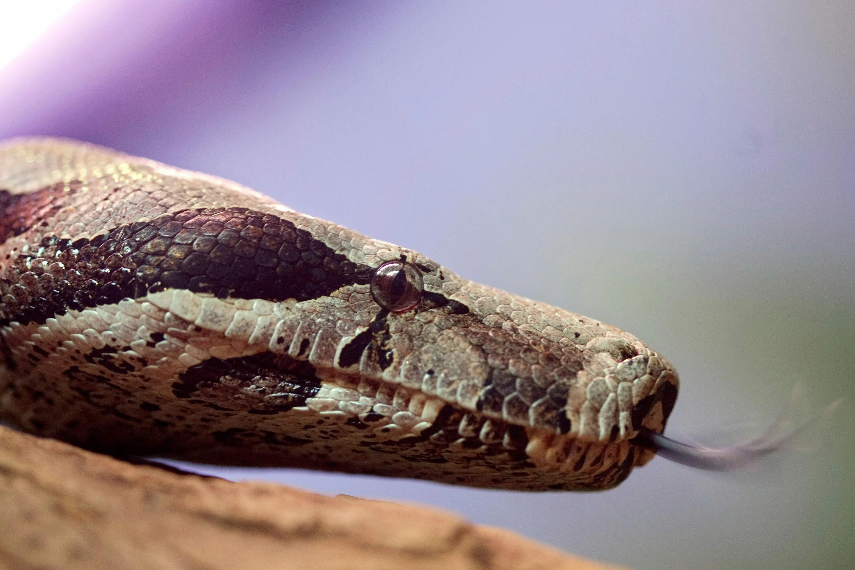 Snakes are longer. Жало змеи. Змея жалит жалом. Жало змеи фото.