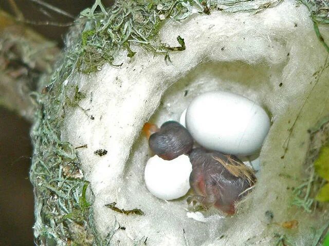 Новорожденные птенцы Колибри. Вылупление птенцов Колибри. Рождение птенца. Яйца Колибри размер. Птица родит