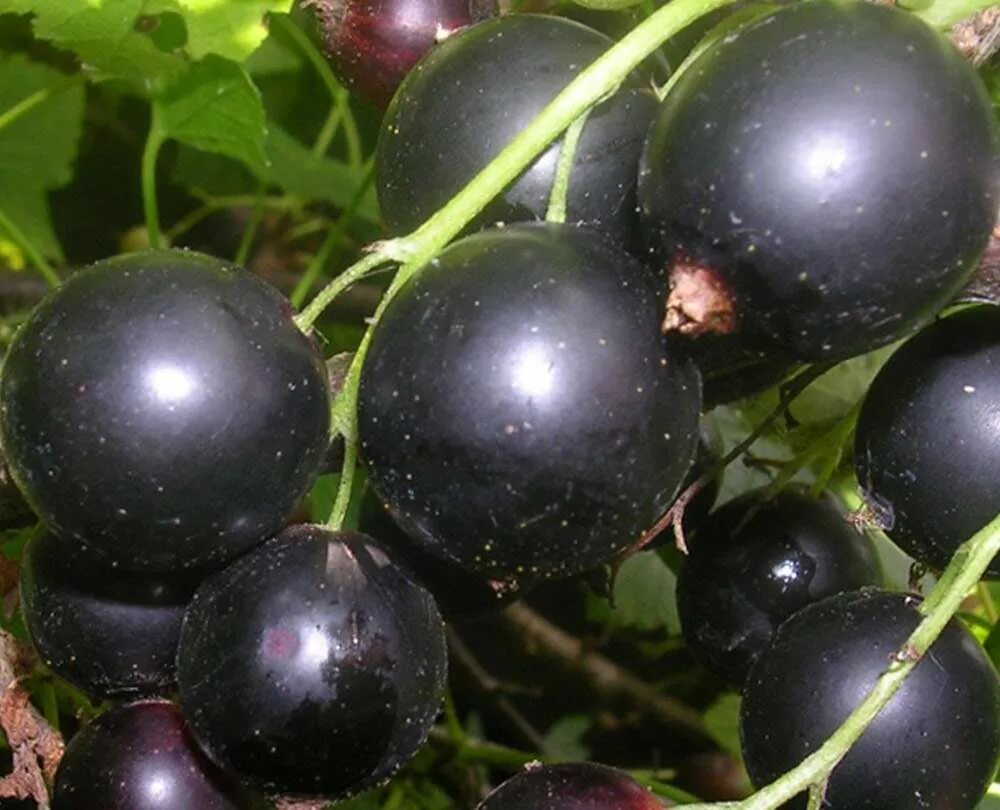 Смородина сладкая жемчужина. Смородина сладкий сорт. Белорусская сладкая черная смородина черная. Смородина сладкий сорт. Смородина лентяй (с2) черная.