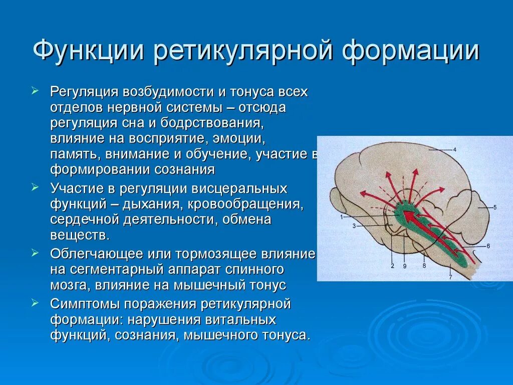 Функции нервной системы двигательная. Ретикулярная формация строение и функции. Функции ретикулярной формации анатомия. Ретикулярная формация ствола головного мозга. Физиологические функции ретикулярной формации мозга.