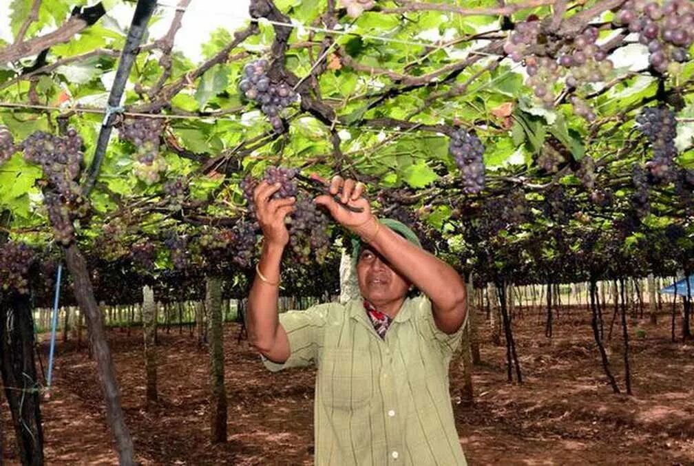 Выращивание винограда в средней. Сорт Томпсон виноград Индия. Виноградство в средней Азии. Виноградники Индии.