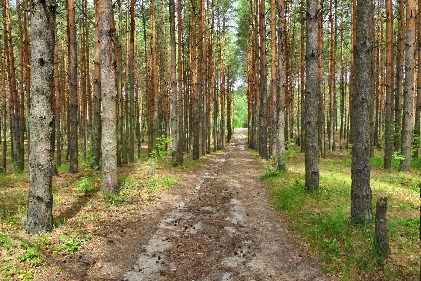 Московская область какие леса. Сосновый Бор в Подмосковье лес. Московская область Сосновый Бор Сосновый Бор. Клетинский Бор Кимры. Сосновый Бор Вологодская область лес.