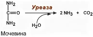 Фермент уреаза. Уреаза биохимия. Механизм ферментативной реакции уреаза. Мочевина уреаза. Уреаза строение.