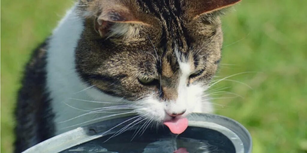 Почему котенок не пьет. Кот пьет. Кот пьет воду. Кошка лакает воду. Питье для кошек.