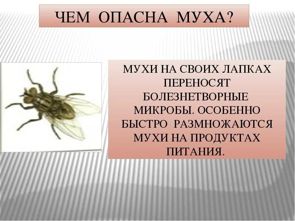 Опасна ли муха. Интересные факты о мухах. Муха вредное насекомое. Муха описание насекомого. Муха для презентации.