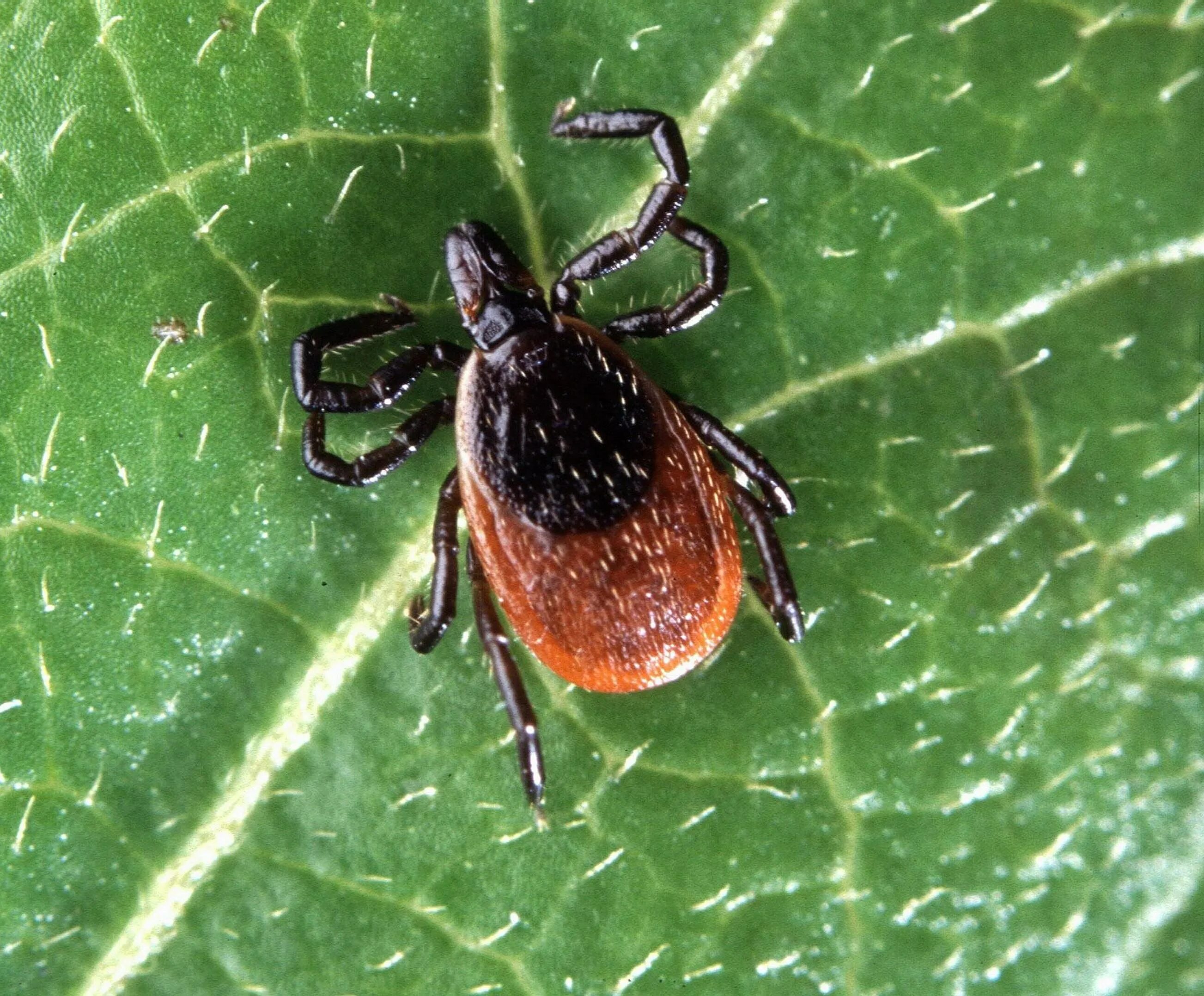 Клещ Ixodes. Ixodes Ricinus. Ixodes persulcatus и Ixodes Ricinus. Что такое клещ