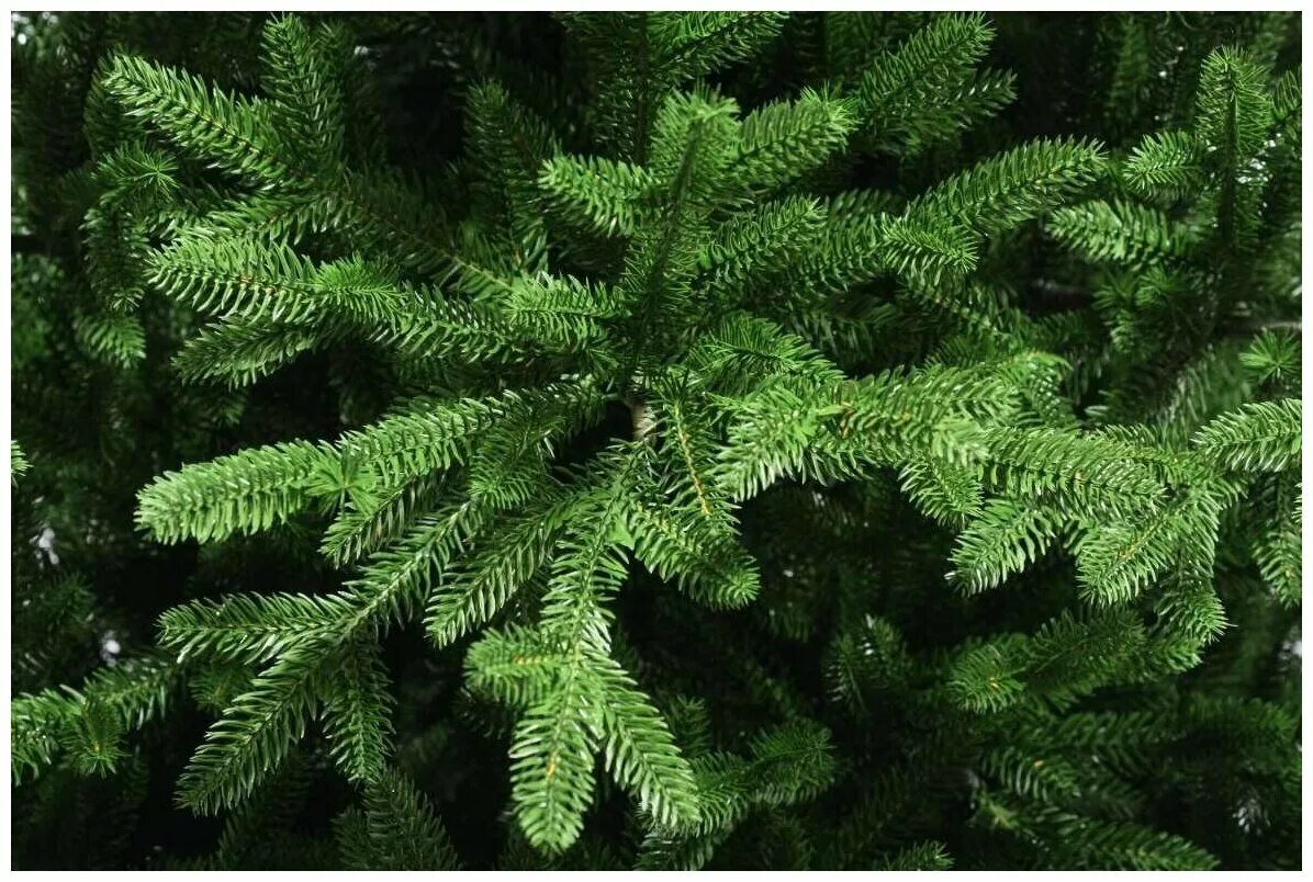ель искусственная 2,1м альтаир зеленая царь-елка. ель искусственная царь елка 210. царь елка ель вирджиния. царь елка ель северное сияние 1. ель искусственная царь елка 210.