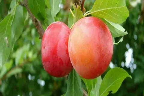 Гек алыча описание сорта отзывы
