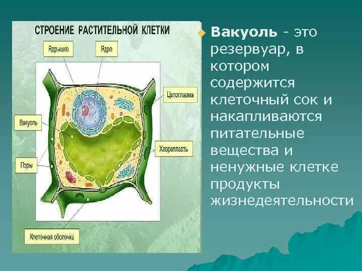 Структура растительной клетки. Структура растительной клетки содержащая клеточный сок. Структура растительной клетки содержащая клетчатый сок. Вакуоли с клеточным соком. Клеточный сок называется