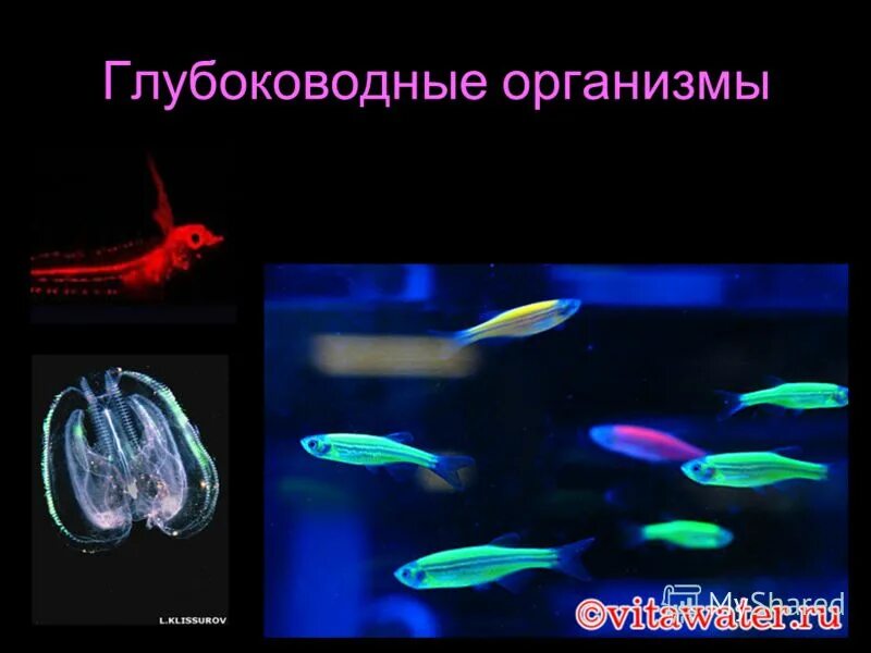 В глубоководных сообществах океана отсутствуют. Глубоководные организмы. Глубоководное сообщество обитатели. Обитатели глубоководной зоны. Глубоководные животные презентация.