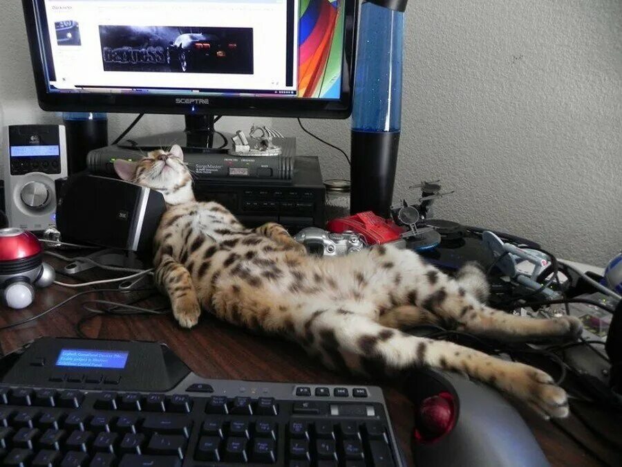 Котики игра устали
