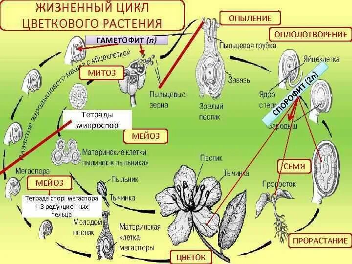 Установите последовательность происходящих при размножении человека. Цикл развития покрытосеменных схема. Цикл развития покрытосеменных растений схема. Жизненный цикл покрытосеменных растений схема. Цикл развития цветковых схема.