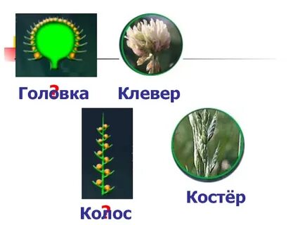 Тип соцветия клевера
