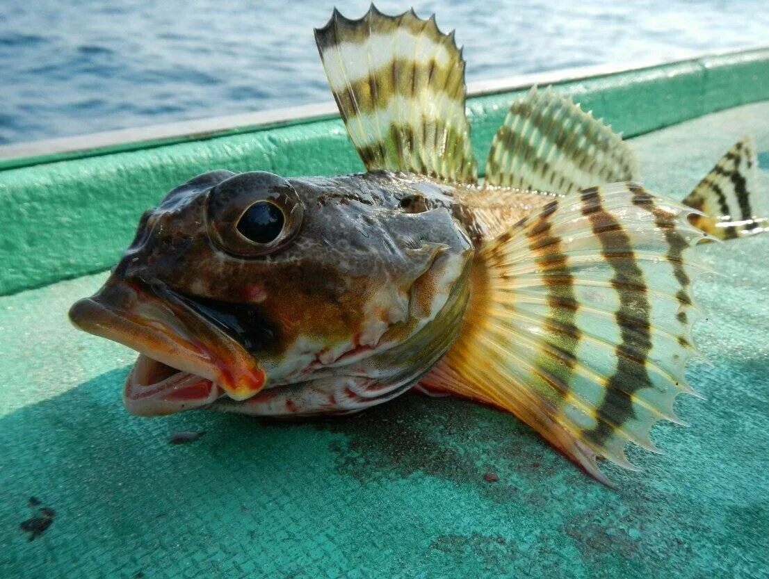 Бычок рыба морской Черноморский. Бычок подкаменщик Черноморский. Морской бычок черное море. Ротан Черноморский бычок. Рыбалка редких рыб