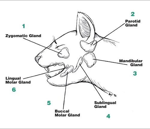 Где у собаки железы. Околоушная слюнная железа у кошек. Слюнные железы у кошки анатомия. Анатомия слюнных желез кошки. Слюнные железы у собаки расположение.