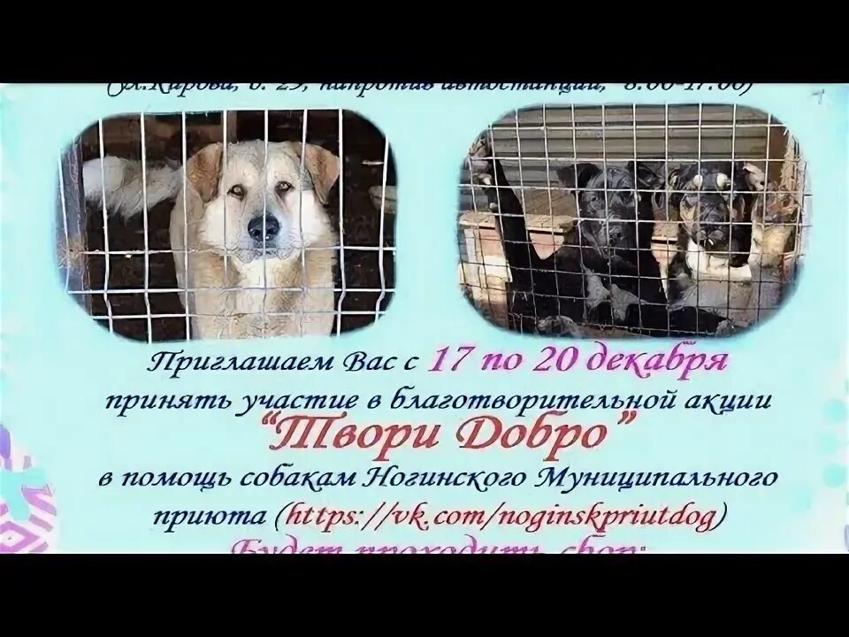 Россошь помощь бездомным. Благотворительный фонд помощник и покровитель химки. Помощь бездомным живот. Плакат помощь животным. Помощь бездомным хвостам бокситогорск.