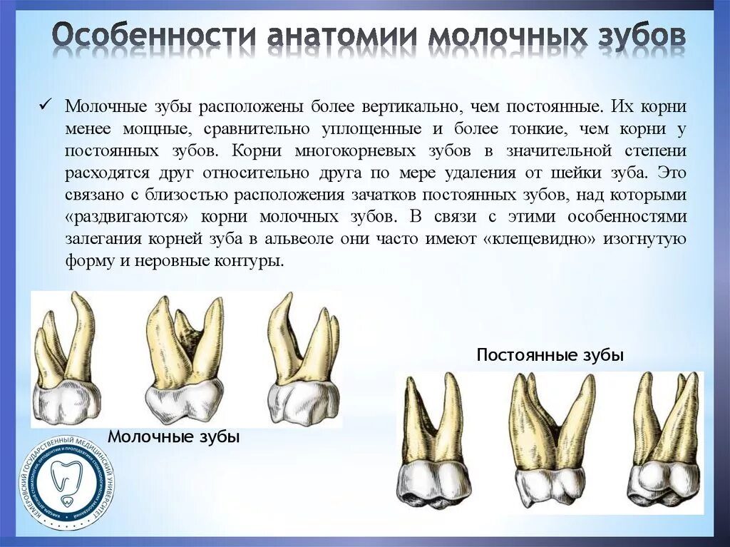 Строение молочного зуба анатомия. Строение молочного зуба и коренного. Особенности строения молочного зуба.