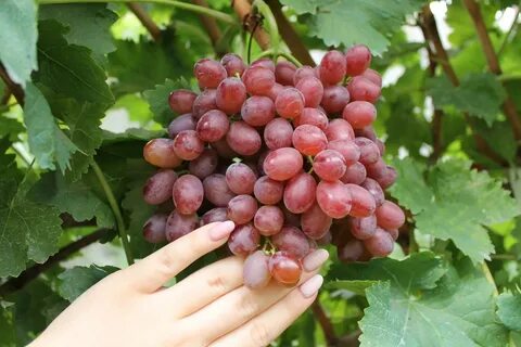 Кишмиш рилайнс пинк