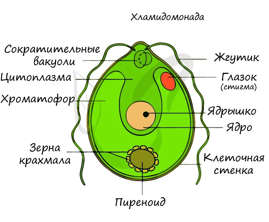 Назовите одноклеточные водоросли