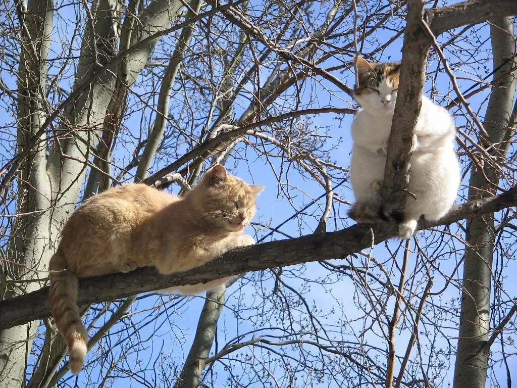 Выход кошечки. Котики весной. Мартовские коты.