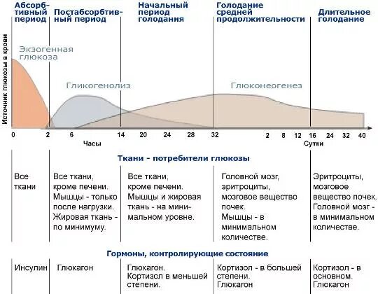 Сахар в голод. График изменения сахара в крови после еды. Гормон повышающий уровень сахара в крови. Уровень Глюкозы при голодании график. График уровень Глюкозы инсулина.