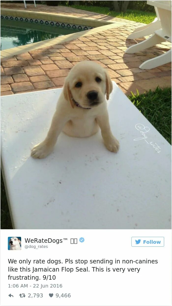 Send a dog. Твиттер собака. собака flop. we rate dogs. ре твиттер собаки.