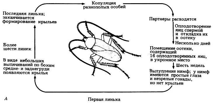 Тип развития тараканов. Цикл развития таракана. цикл развития таракана прусака. цикл развития таракана схема. жизненный цикл рыжего таракана.