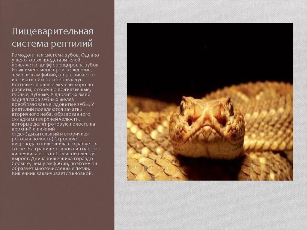 Строение зуба млекопитающих. Зуб. Гомодонтная зубная система. Гетеродонтная зубная система характерна для. Гетеродонтная зубная система у млекопитающих.