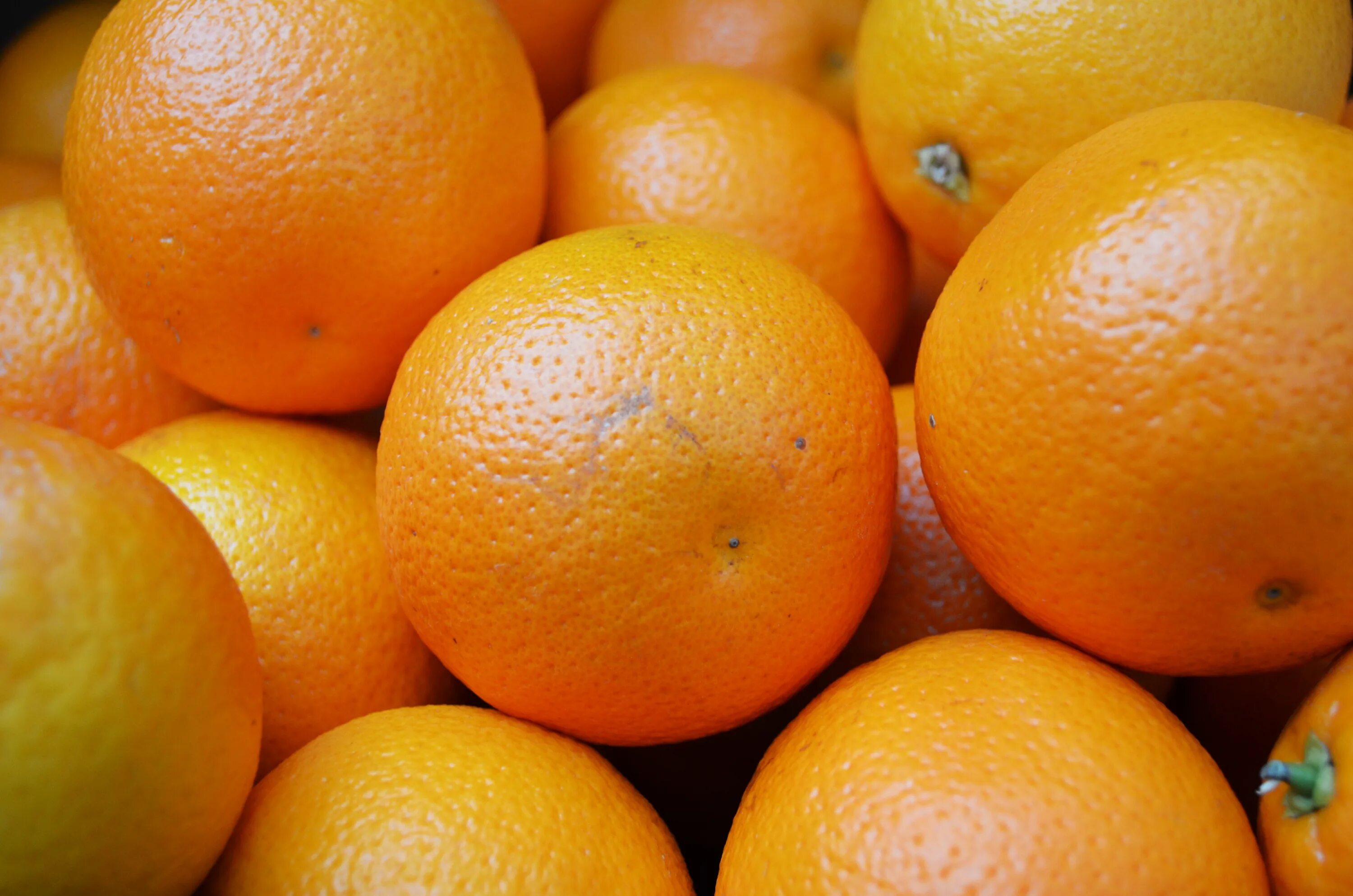 Апельсин википедия. Апельсины. Апельсины на рабочий стол. Апельсин фото. Апельсин апельсинов.