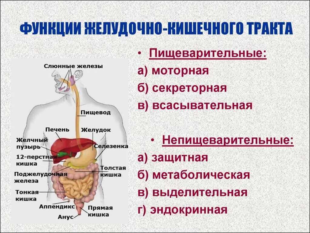 Функции отделов пищеварительного тракта человека
