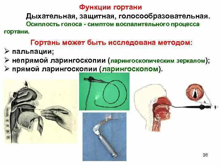 Функции гортани в дыхательной системе. Функции гортани в дыхательной системе