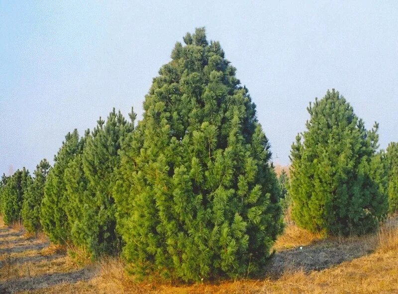 Сосна черная Пирамидалис. Сибирский кедр (Pinus sibirica du Tour). Кедр Сибирский Pinus sibirica. Сосна Кедровая Сибирская/Pinus sibirica.