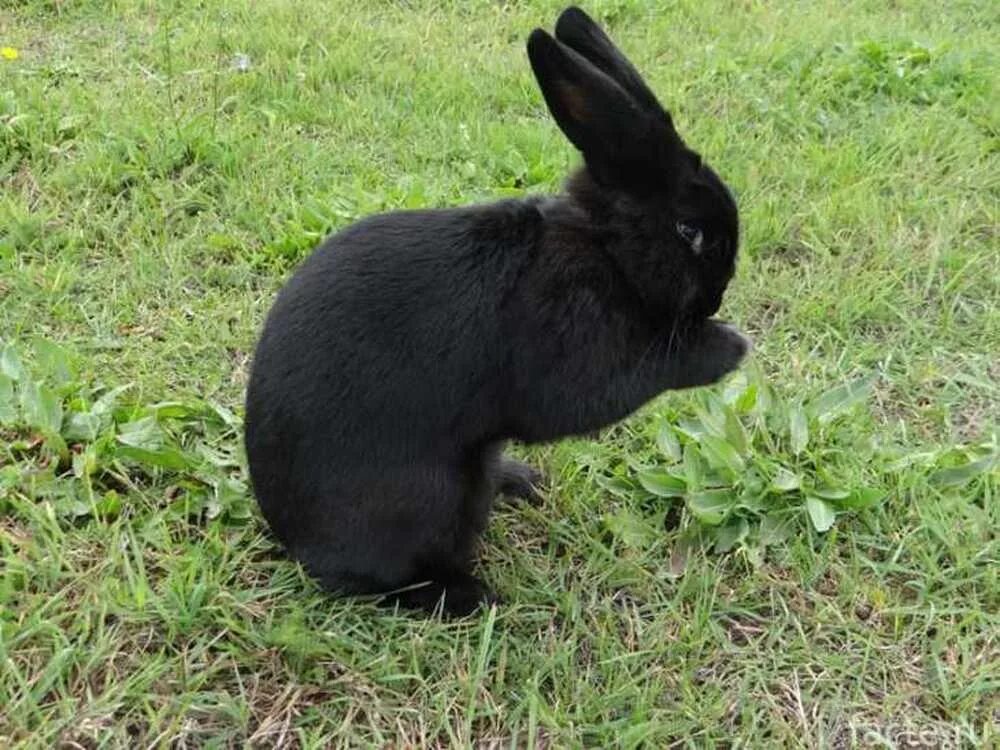 Черный кролик на английском. Новозеландский кролик черный. Венский черный кролик. Породы кроликов Аляска черные. Кролики породы Аляска.