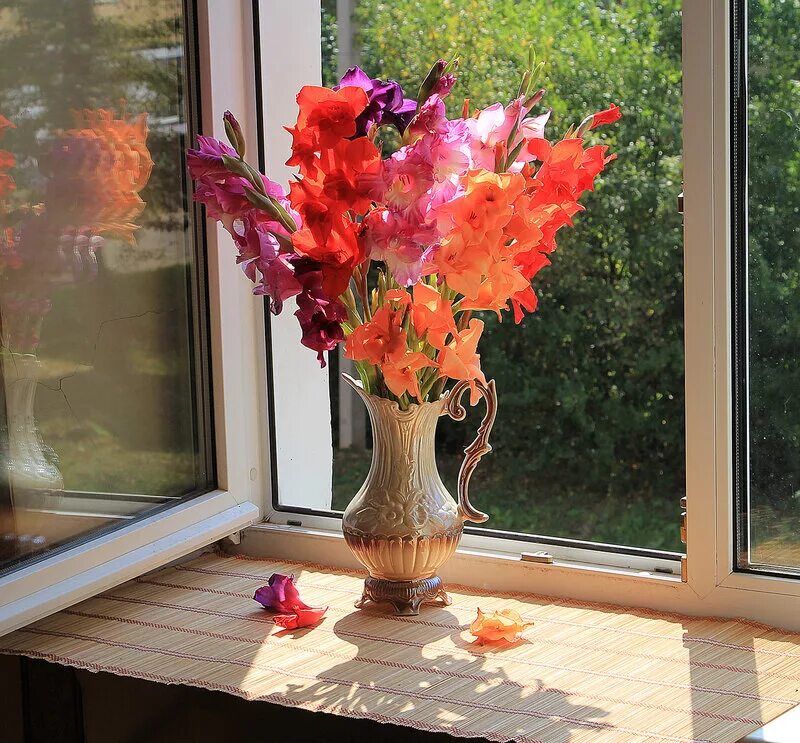 гладиолус комнатное растение. гладиолус сухоцвет. нина каширина гладиолусы. кренева екатерина художник картины. гладиолусы на окне.