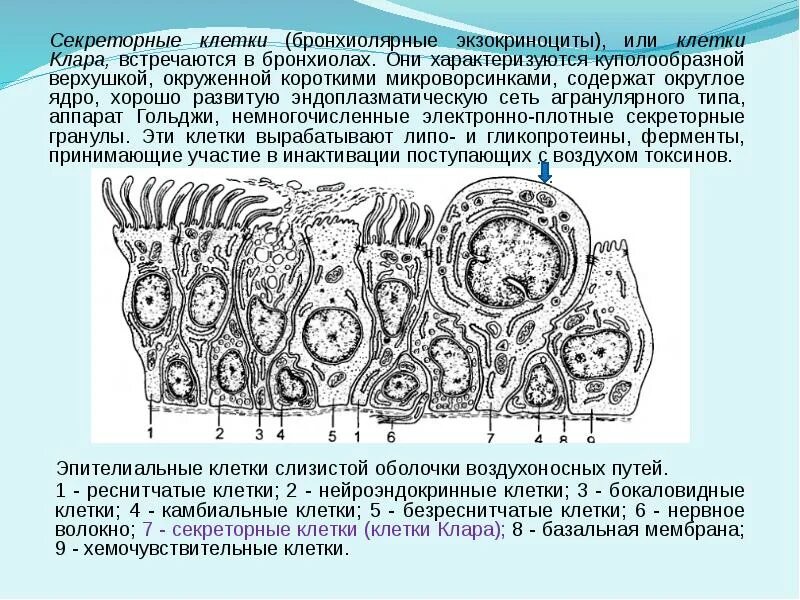 Секреторные клетки