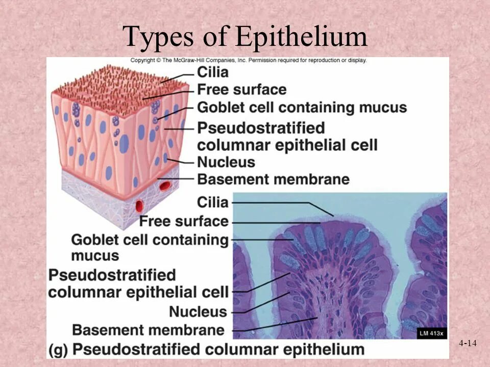 Types of epithelium. Epithelial Cells. Skin epithelium. Goblet Cells. Associated types